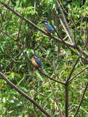 止り木 214（父子）