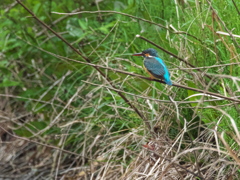 止り木 193（雛子）