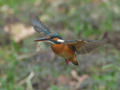 ホバ 25（嫁候補）