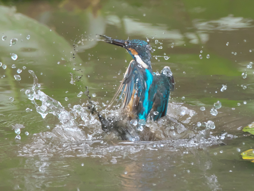 浮上 60-2（父親 エビ獲れたよ）