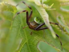 玄関から5mの世界（虫）ハナグモ