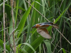 お魚獲れたよ 64 お魚獲れたよ 64