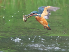 浮上 93-3（父親 巨大オタマジャクシ）