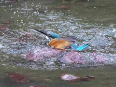 浮上 481（父親）