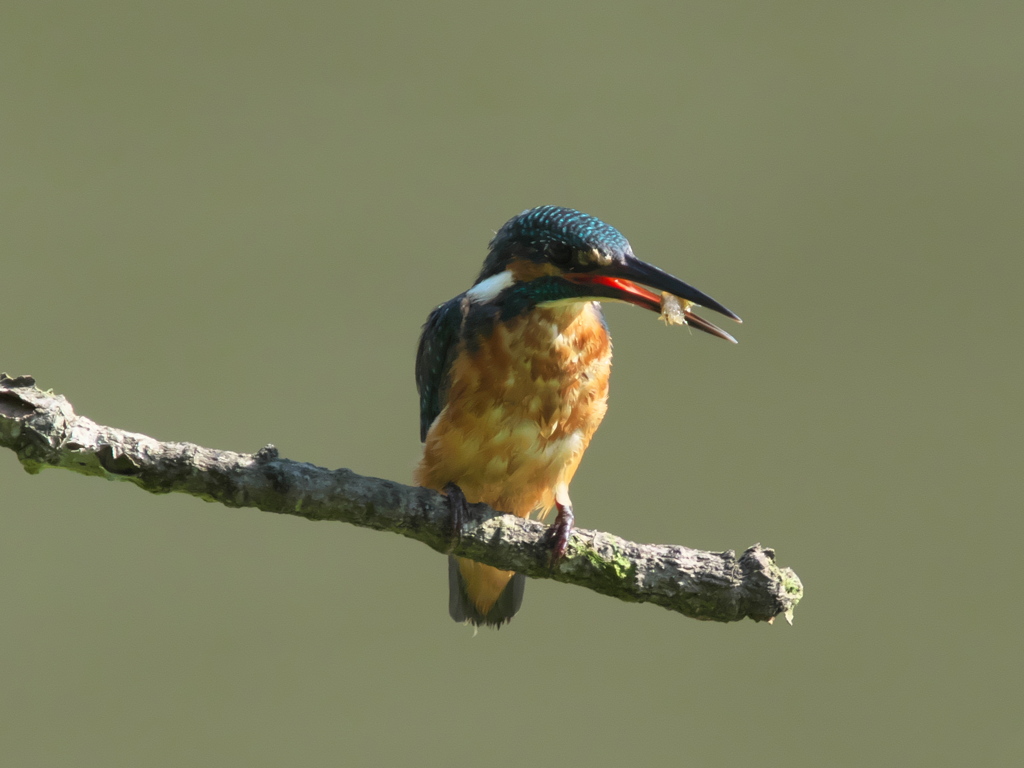 エビ獲れたよ 29（父親）