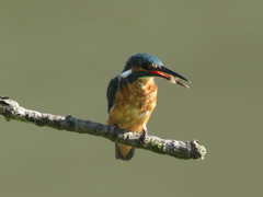 エビ獲れたよ 29（父親）