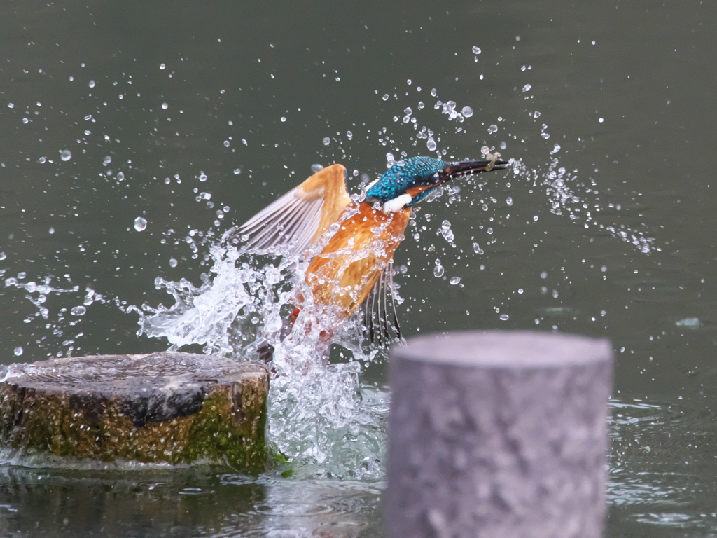 浮上 402-1（父親）