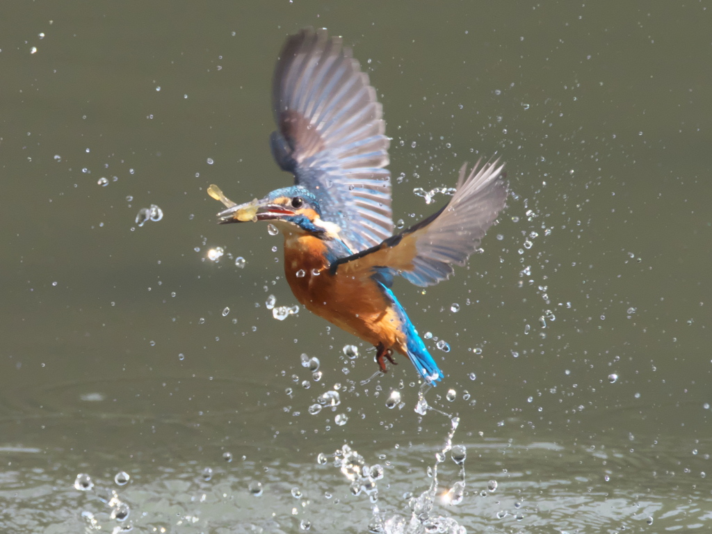 浮上 128-1（父親）