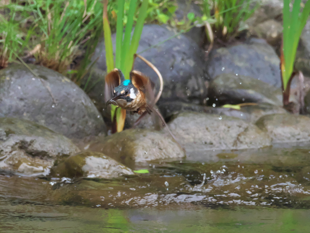 エビ獲れたよ 47