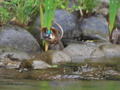 エビ獲れたよ 47