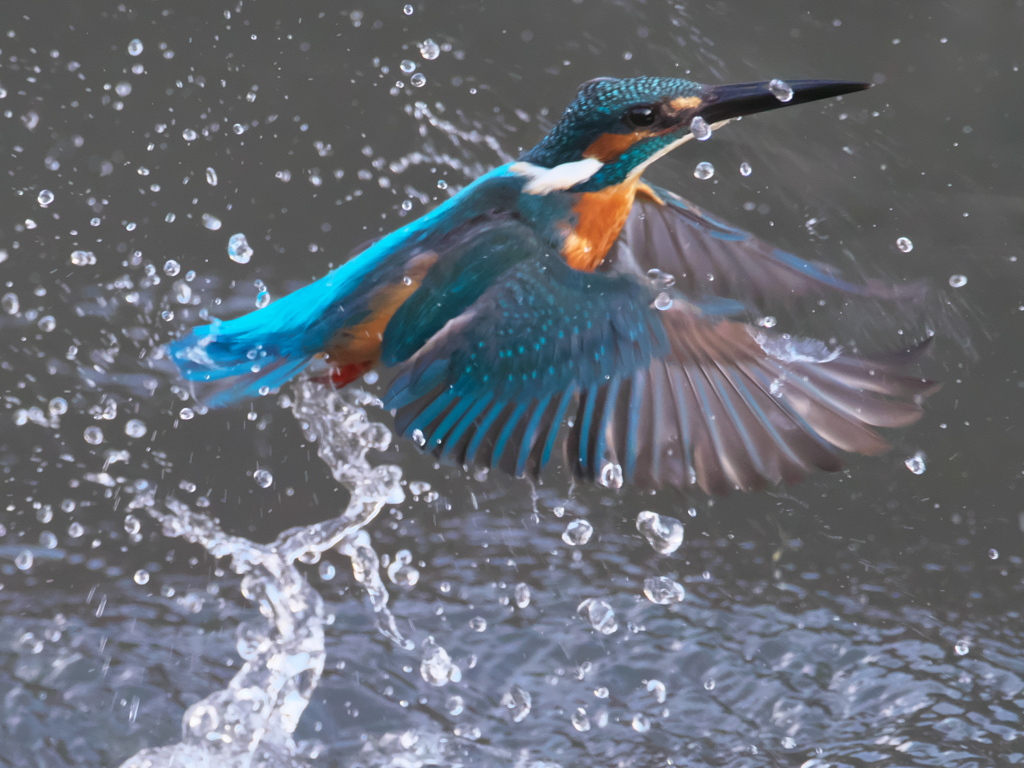 浮上 278（父親）