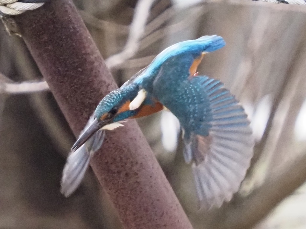 背景も画質も良くないけれど１