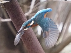 背景も画質も良くないけれど１