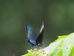 カワセミ待ちの虫撮り 15