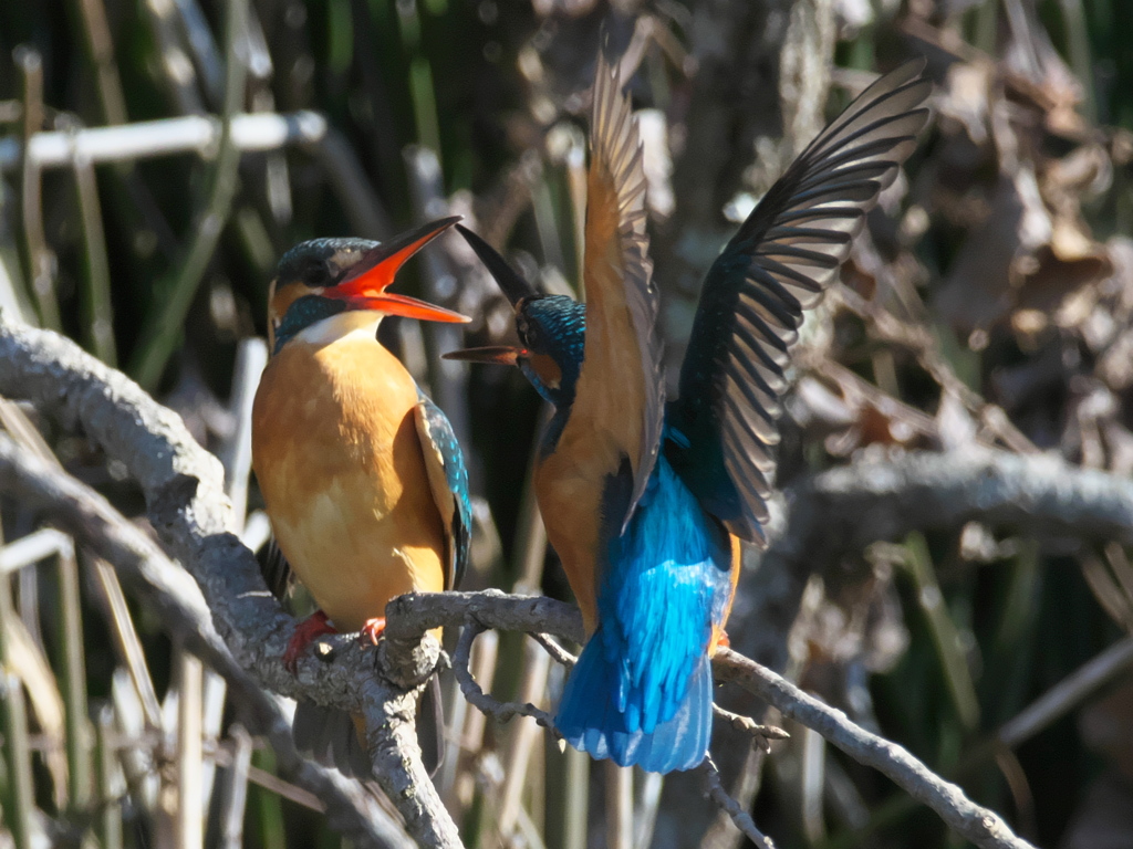 止り木 104-1（嫁候補と父親）