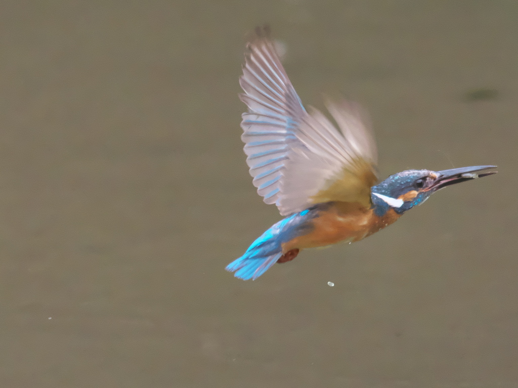 エビ獲れたよ 16（父親）