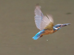 エビ獲れたよ 16（父親）