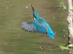 止り木へ 5-1（父親）