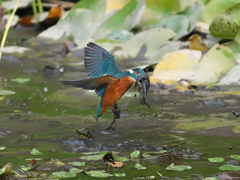 飛び込みシーケンス 35-3