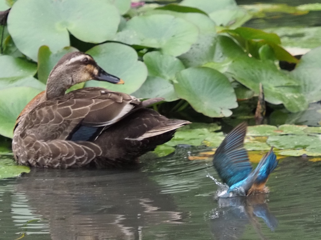 ドッボ〜ン 2(マガモの横に)