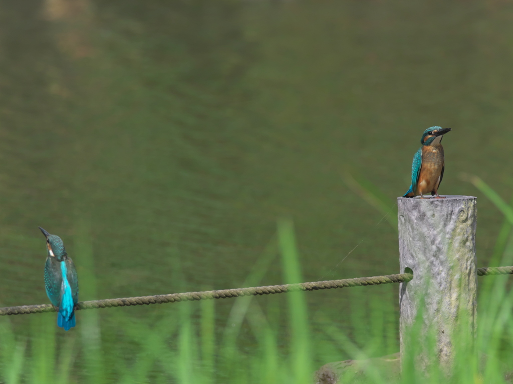 雛兄弟 7（下の池で）