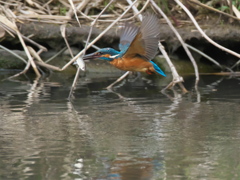 お魚獲れたよ 25-2