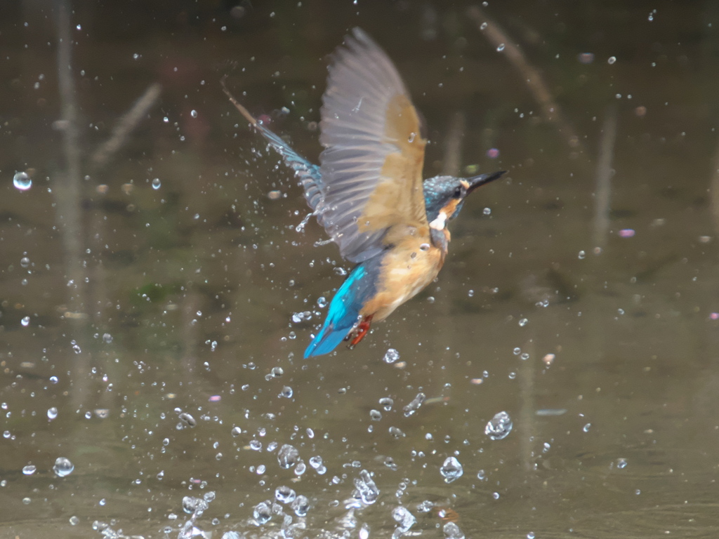 浮上 65（父親）