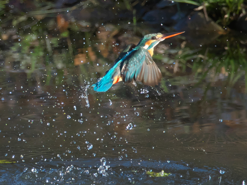 浮上 256-2（嫁候補）