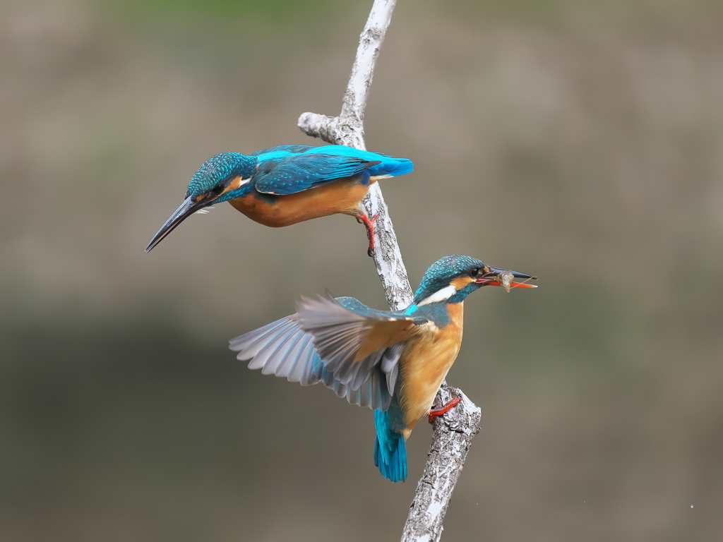 止り木 363-4（雄と雌）