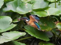 ザリガニ獲れたよ 18