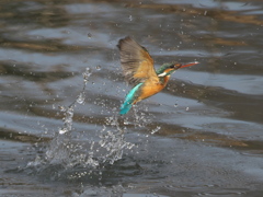 浮上 284（嫁候補 エビ無し）