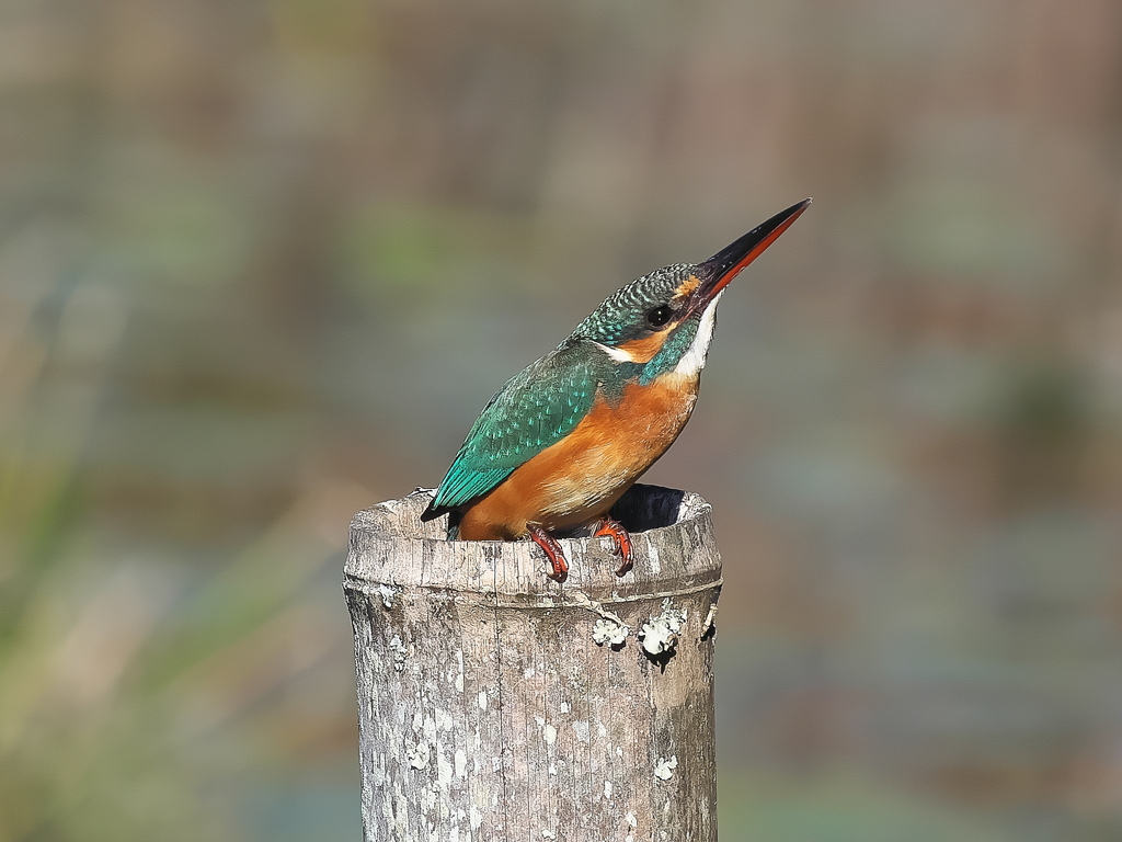 止り木 336（警戒中）