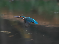 エビ獲れたよ 61