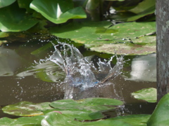 飛び込みシーケンス 11-2（父親）