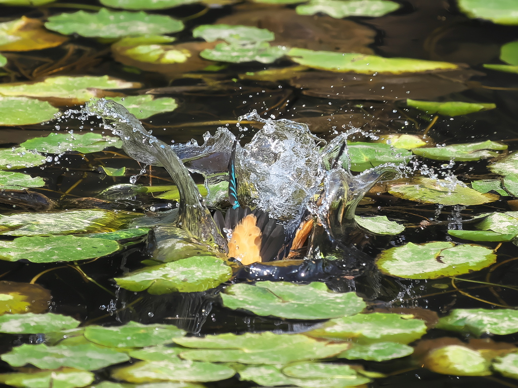 飛び込みシーケンス 36-1