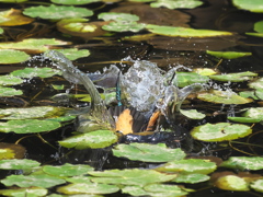 飛び込みシーケンス 36-1