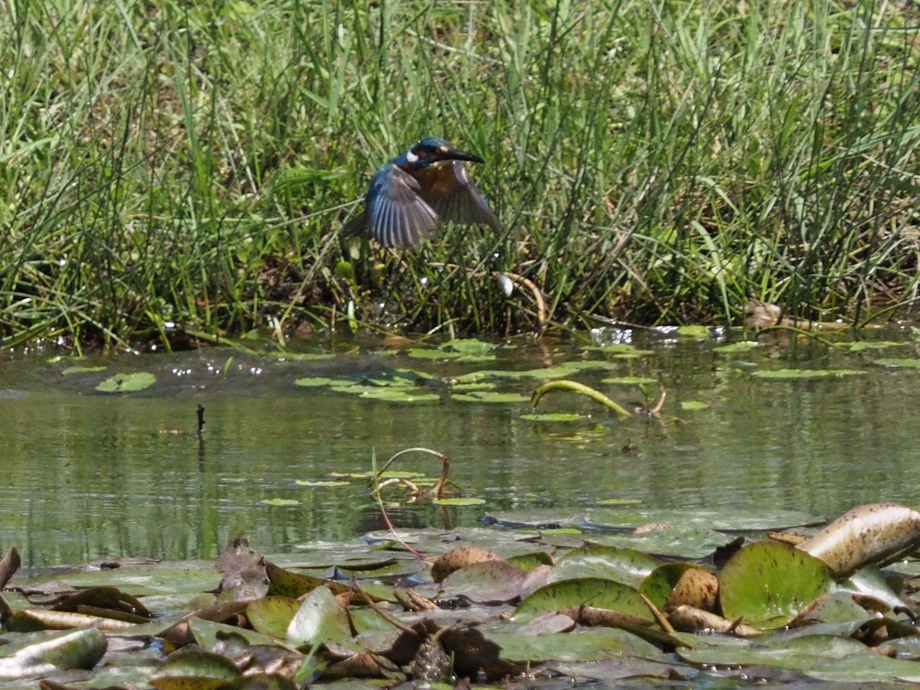 お魚落とした！その２