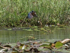 お魚落とした！その２