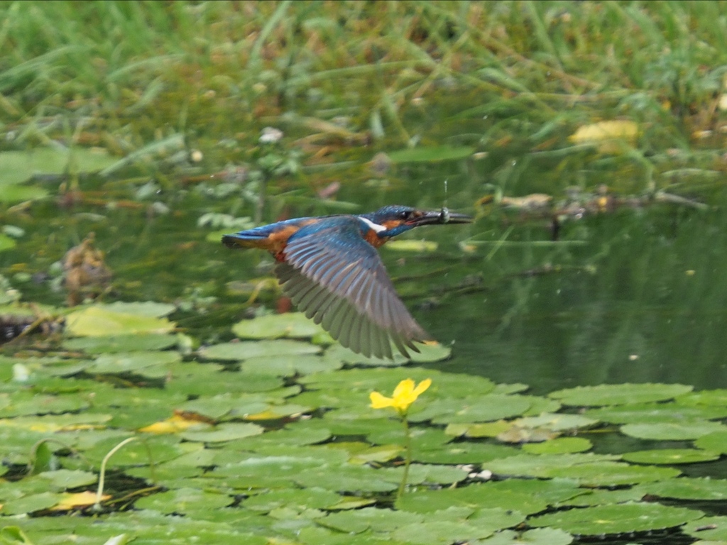 お魚採れたよ５