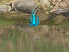 止り木へ 7-1（父親）