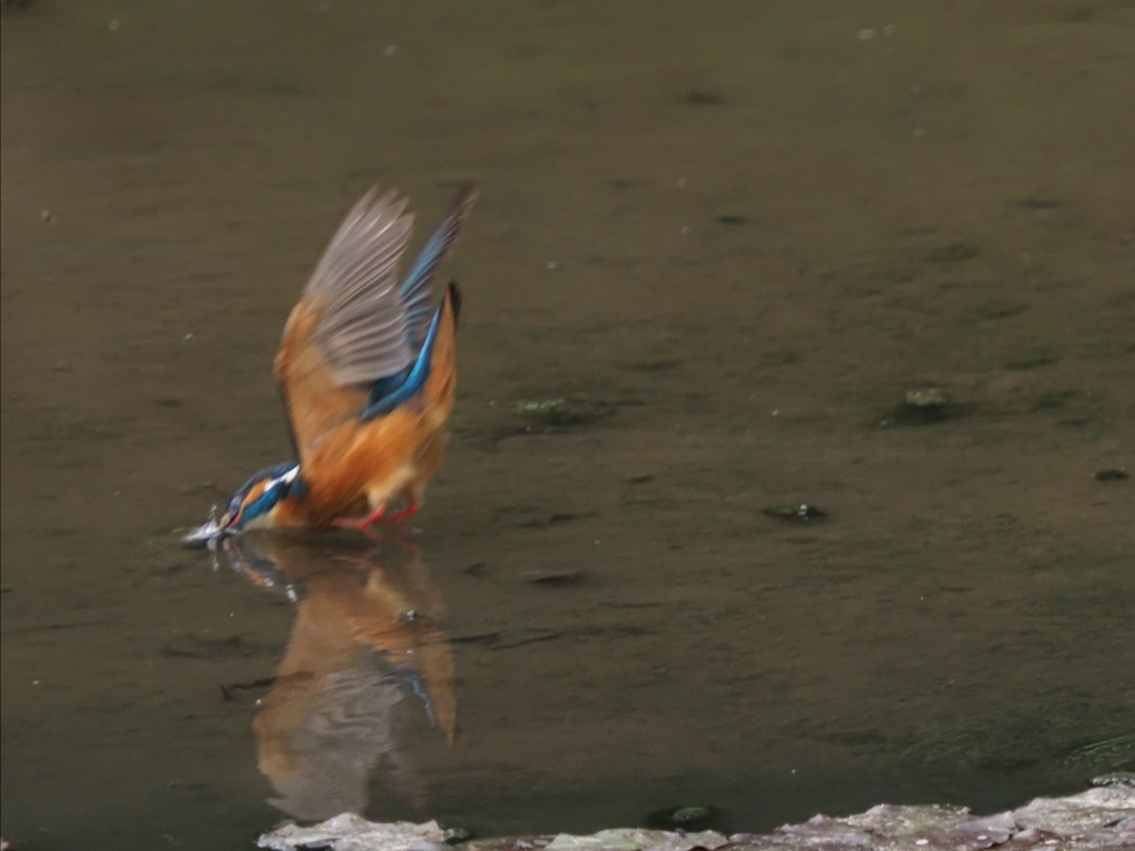 ダイブ 1-2 首折らないでね