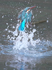 浮上 295（嫁候補）