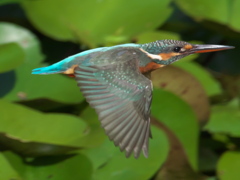 水平飛行 8（嫁候補）