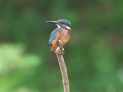 雛 13（高い止まり木で）