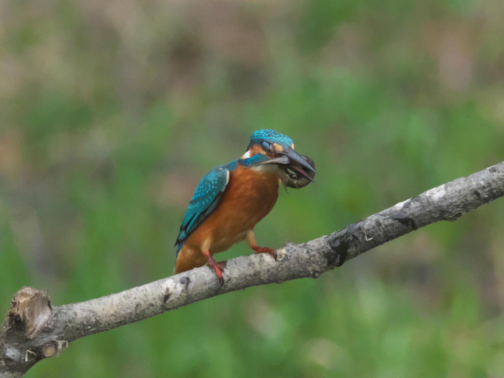 止り木 76-1（雄）