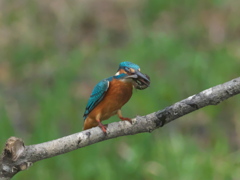 止り木 76-1（雄）