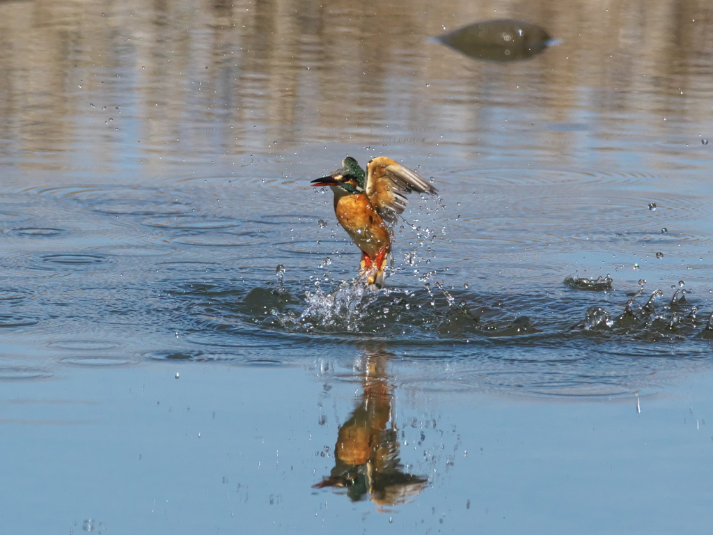 浮上 382-2（嫁候補）