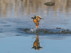 浮上 382-2（嫁候補）