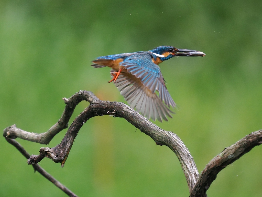 お持ち帰り 36-2