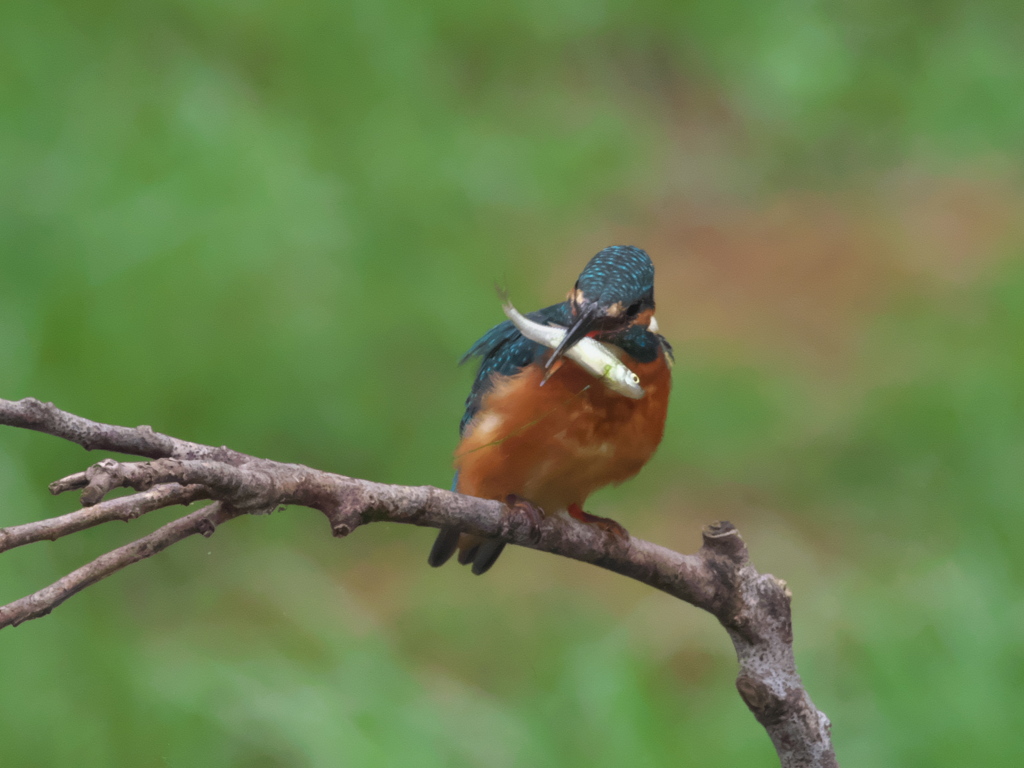 お魚獲れたよ 22-2（父親）